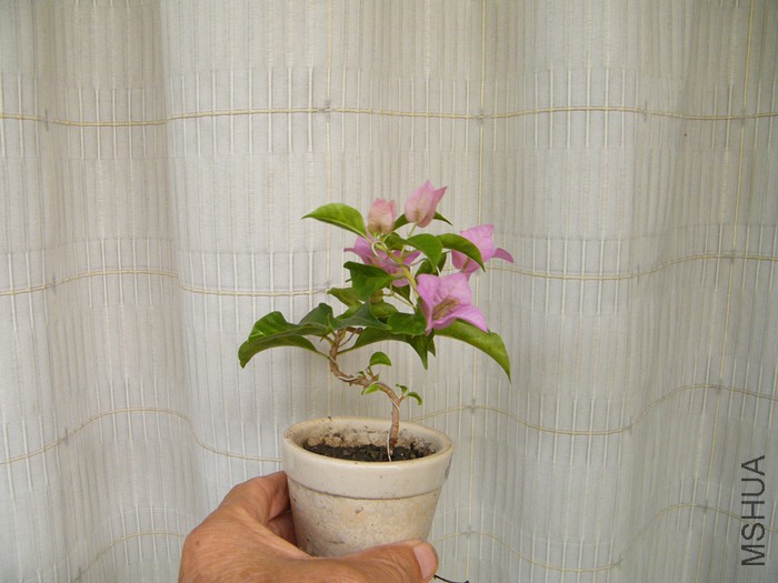 ΢��08 29 005.jpg