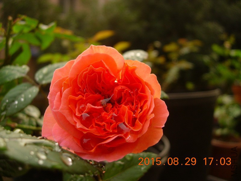 DSCN0150_resize.JPG