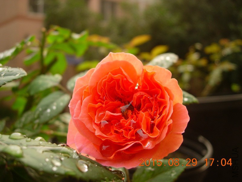 DSCN0154_resize.JPG