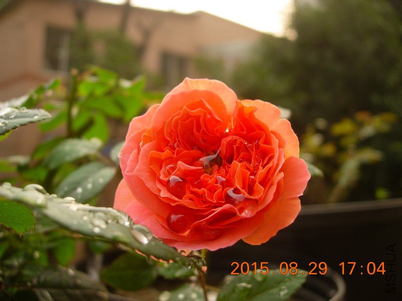 DSCN0158_resize.JPG