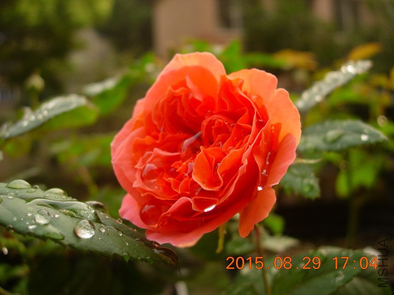 DSCN0160_resize.JPG