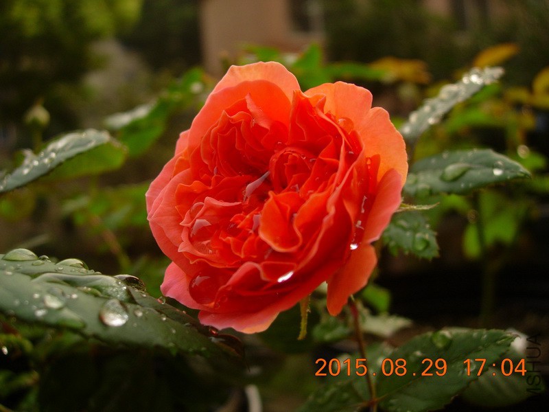 DSCN0164_resize.JPG