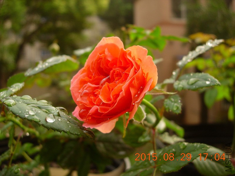 DSCN0165_resize.JPG