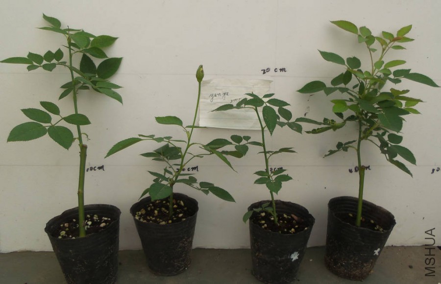 20130130_090534.jpg