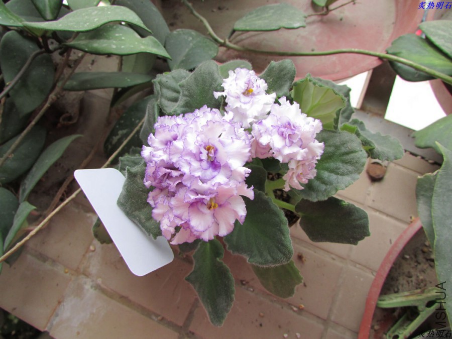 IMG_4659_nEO_IMG.jpg