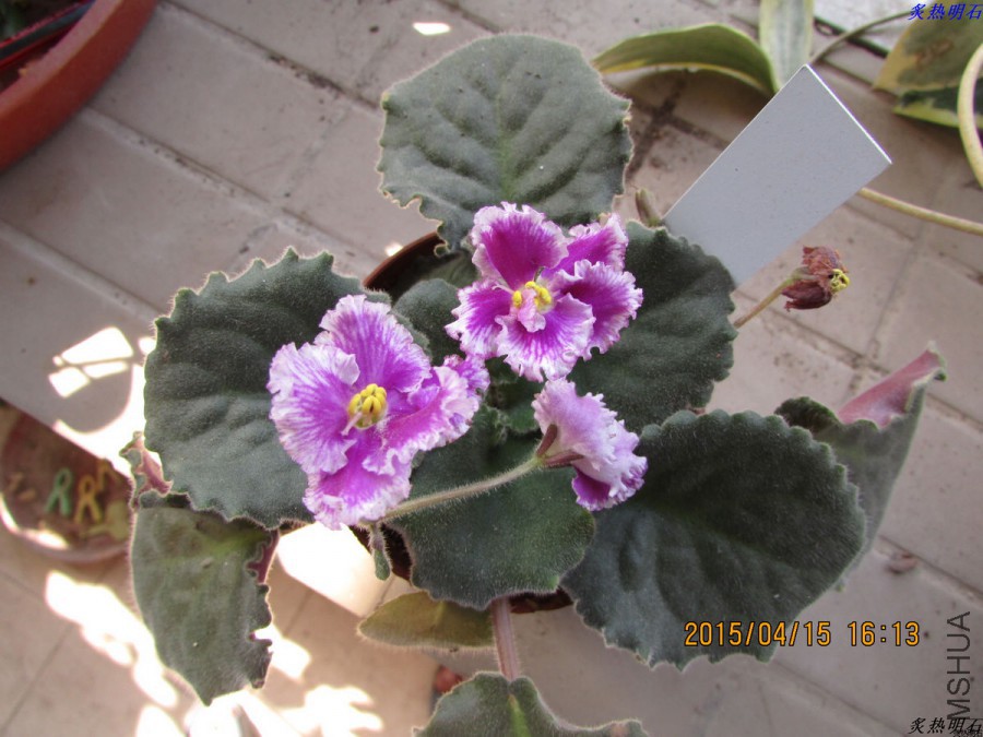 IMG_3555_nEO_IMG.jpg