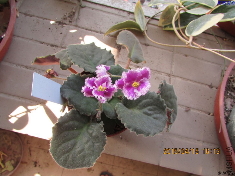 IMG_3556_nEO_IMG.jpg