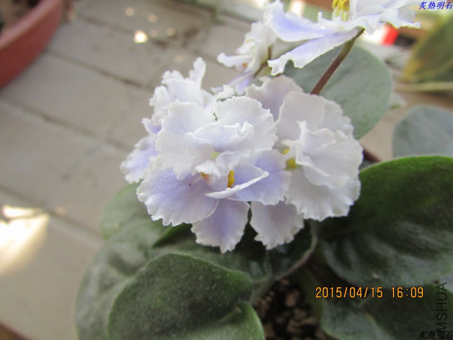 IMG_3530_nEO_IMG.jpg