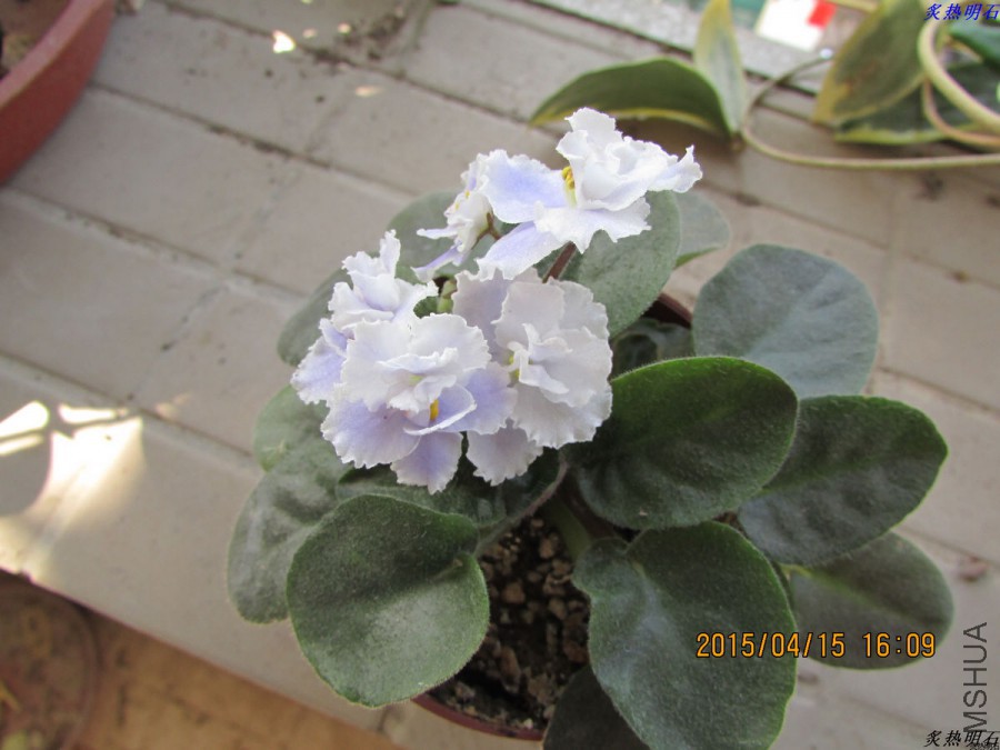 IMG_3531_nEO_IMG.jpg