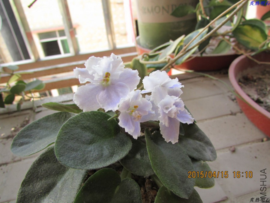 IMG_3533_nEO_IMG.jpg