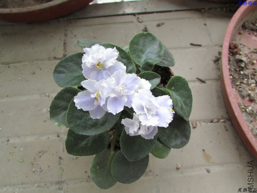 IMG_4070_nEO_IMG.jpg