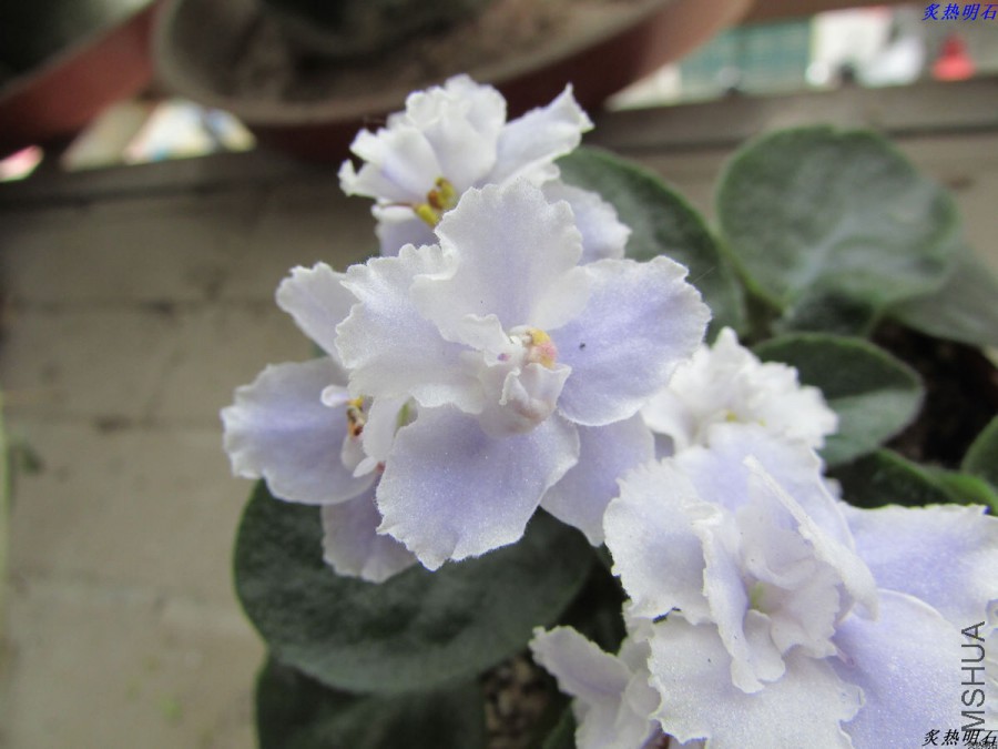IMG_4071_nEO_IMG.jpg