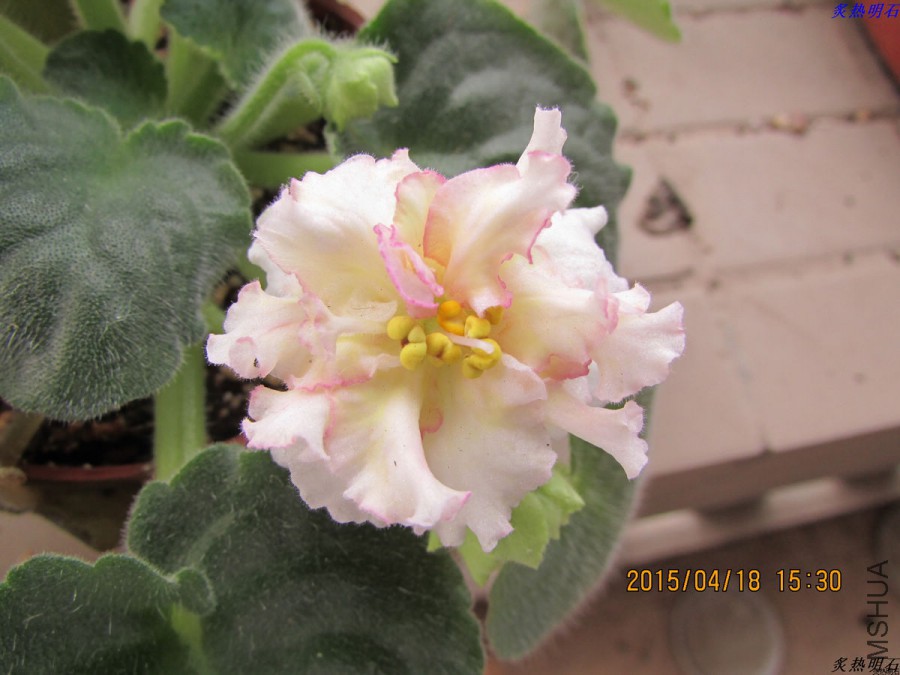 IMG_3724_nEO_IMG.jpg