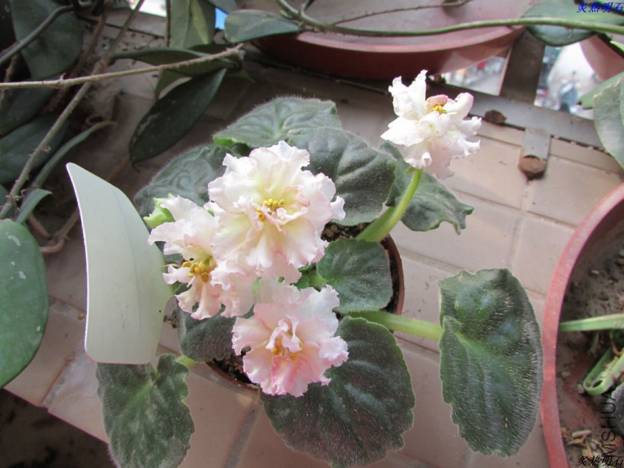 IMG_4578_nEO_IMG.jpg