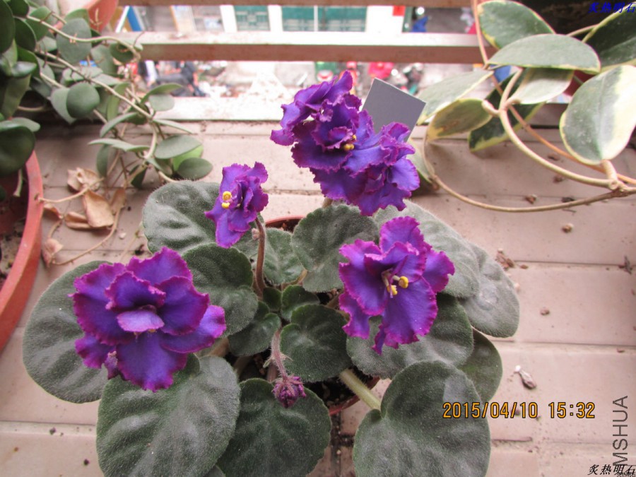 IMG_2977_nEO_IMG.jpg