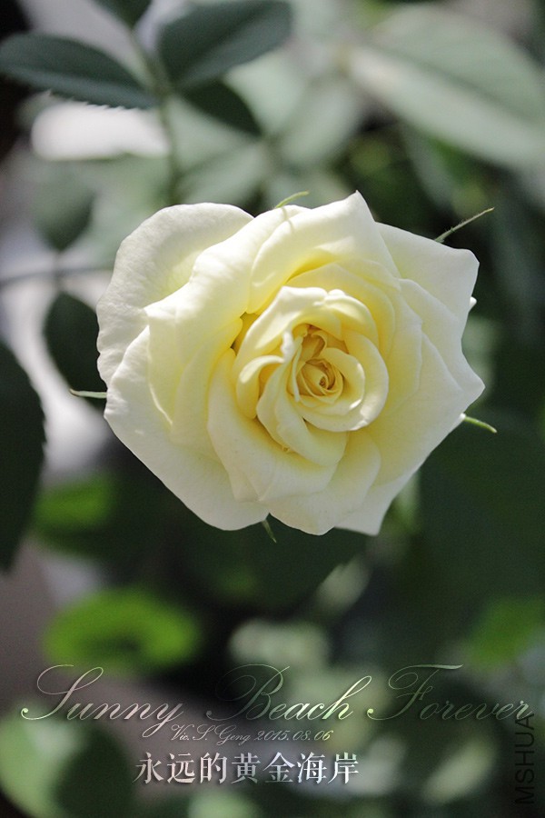 2015-08-06-�ƽ𺣰�-011.jpg