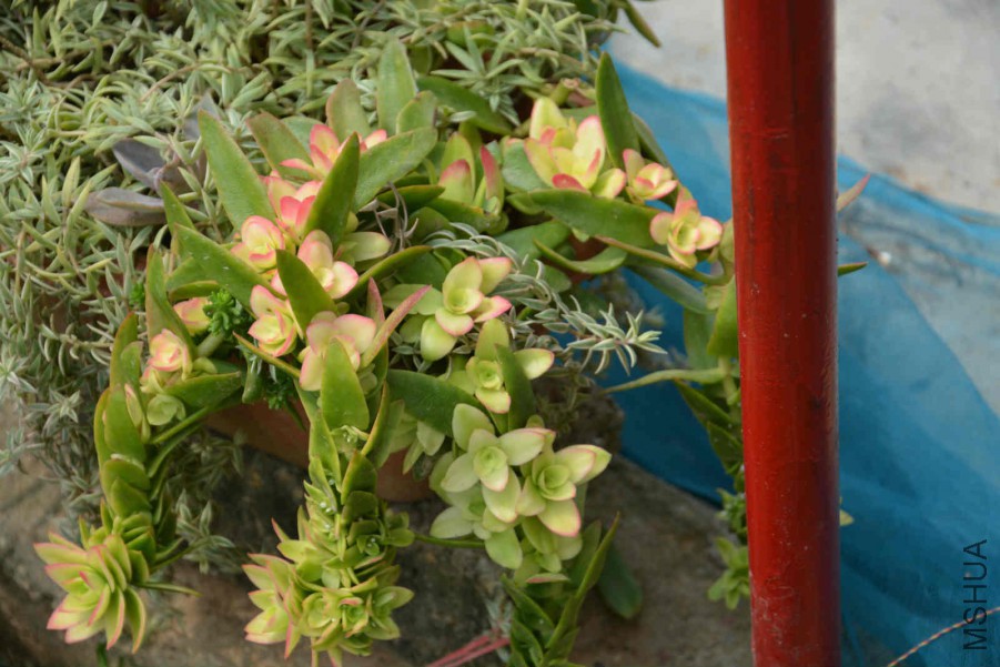 DSC_0466_meitu_8.jpg