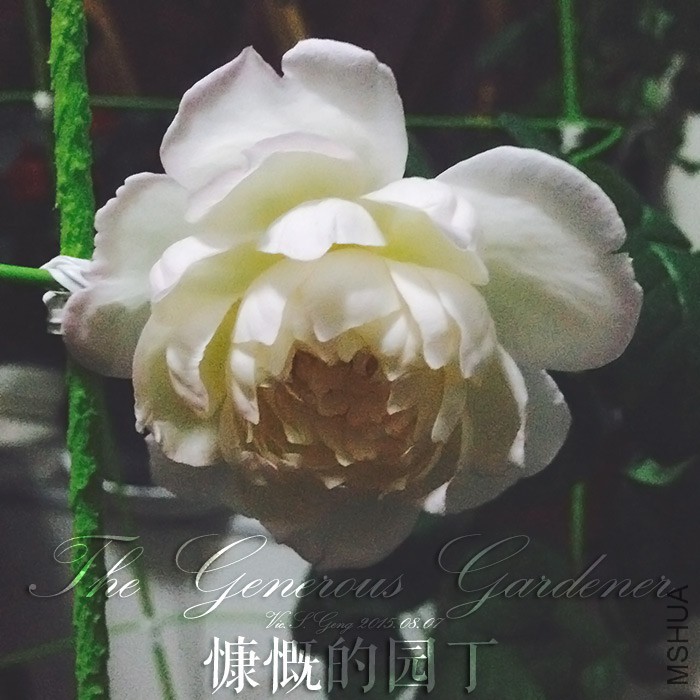 2015-08-07-phone-gardener-001.jpg