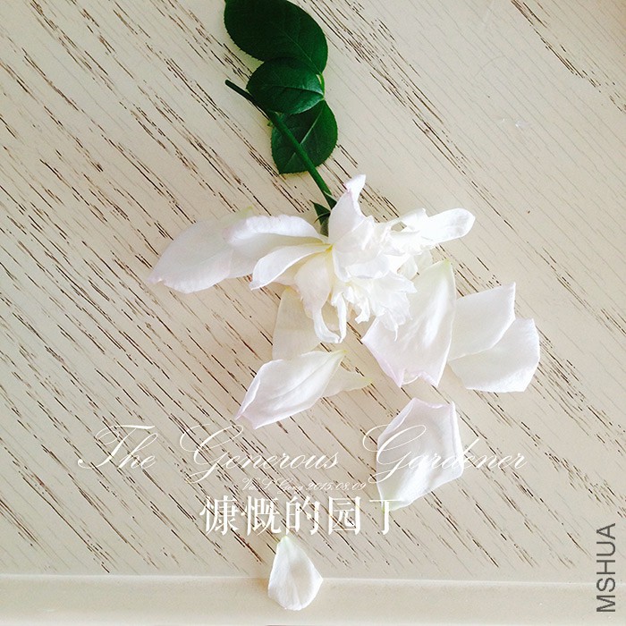 2015-08-09-phone-gardener-001.jpg