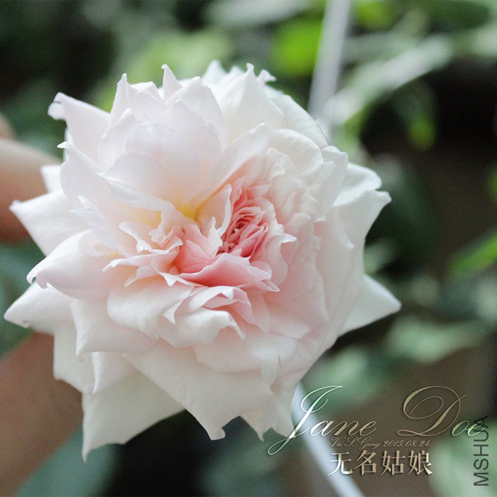 2015-08-24-��������-007.jpg