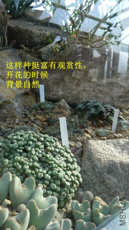 P1080666_����.jpg