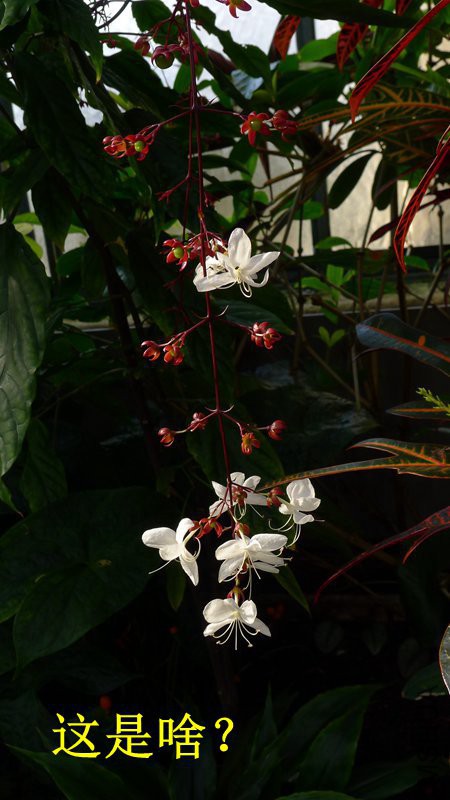 P1080709_����.jpg