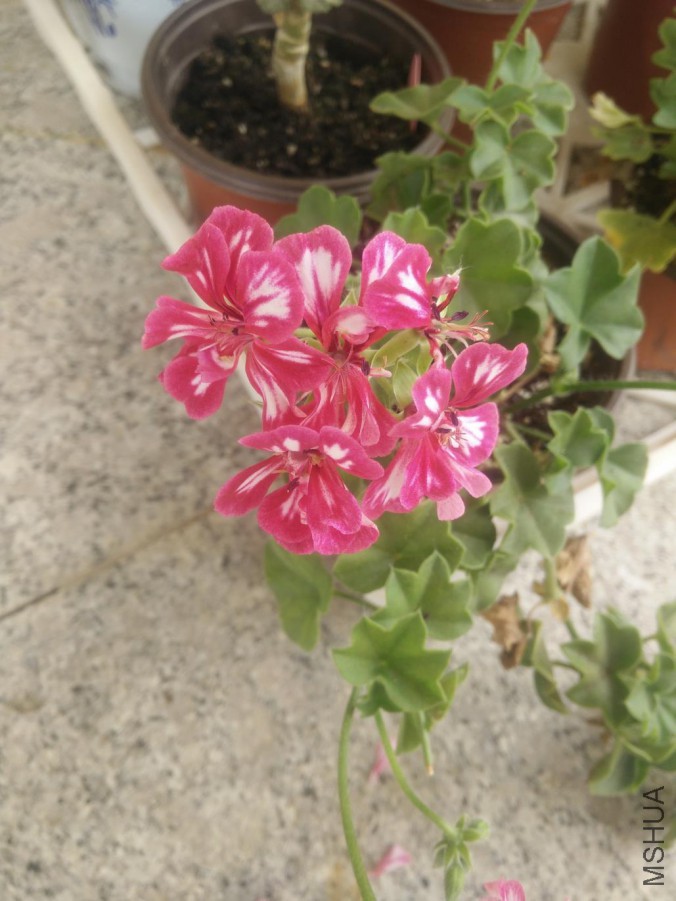 ǰ��ʱ�俪�ģ��Һ�ɫ�����