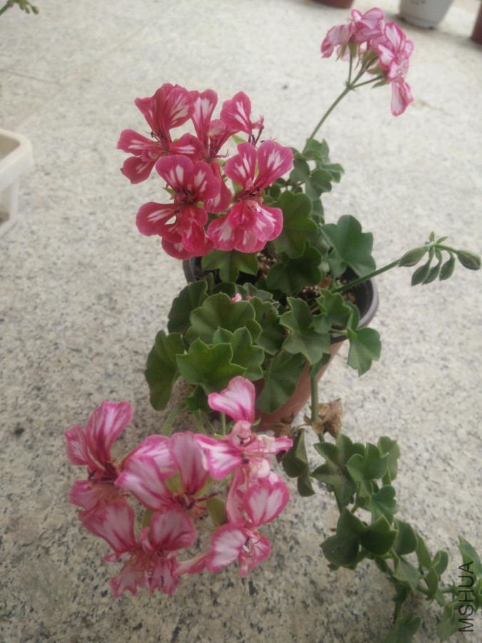 IMG20150820105006.jpg