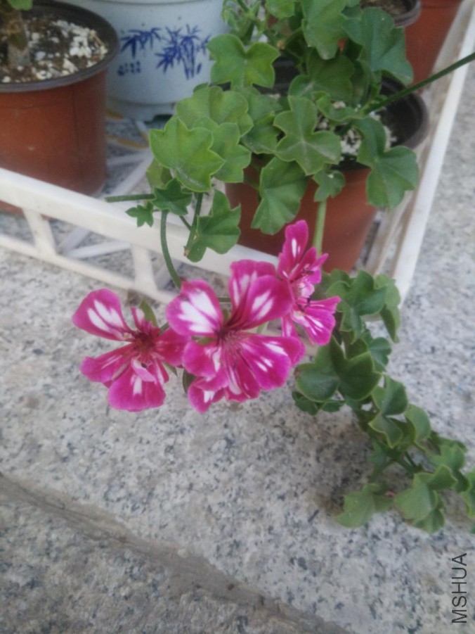 IMG20150828181748.jpg