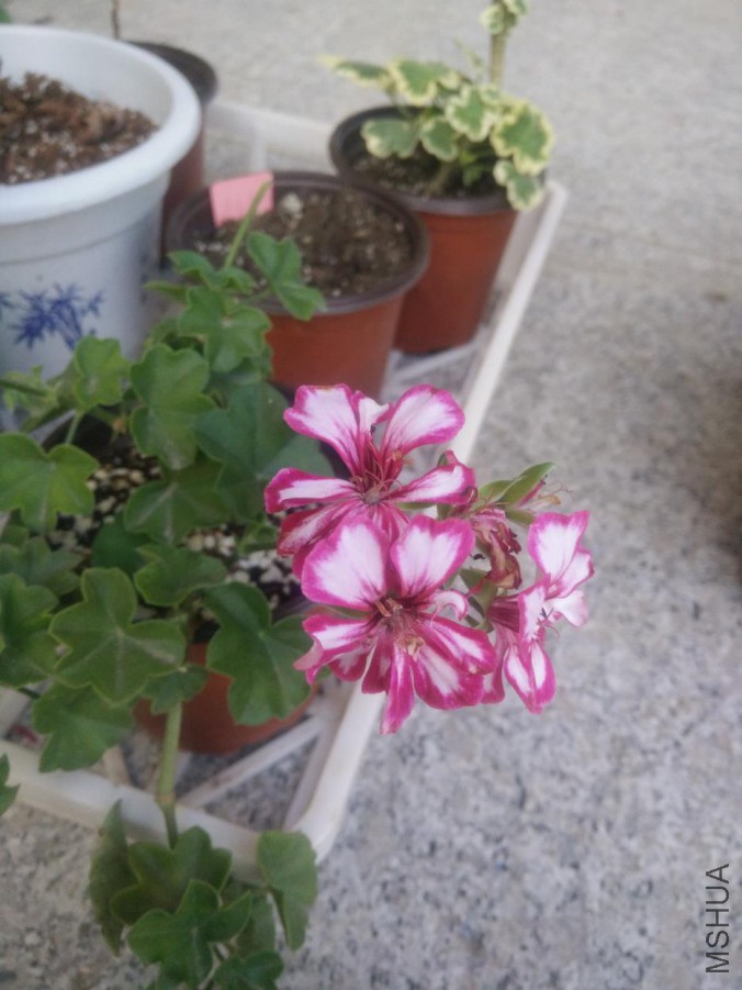 IMG20150828181753.jpg