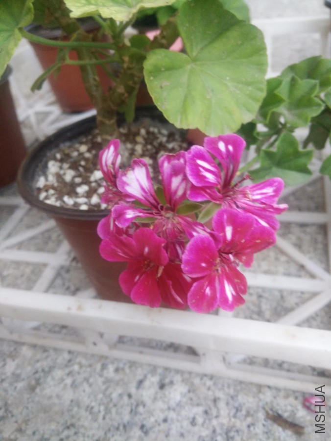IMG20150830181426.jpg