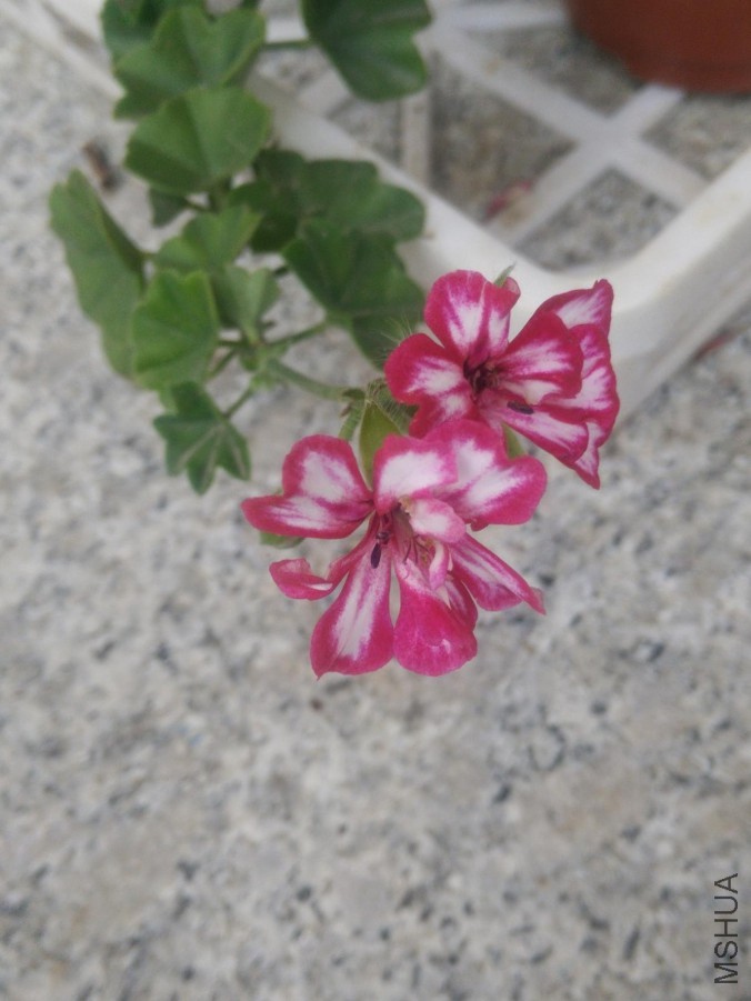 IMG20150830181449.jpg