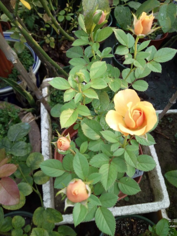 QQͼƬ20150901084644.jpg