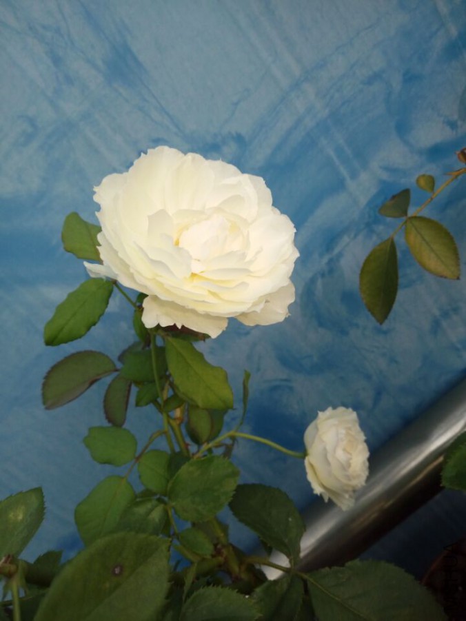 QQͼƬ20150901084658.jpg