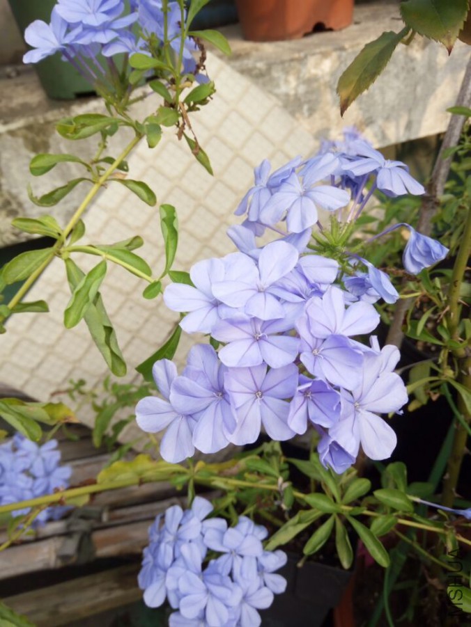 QQͼƬ20150901084702.jpg