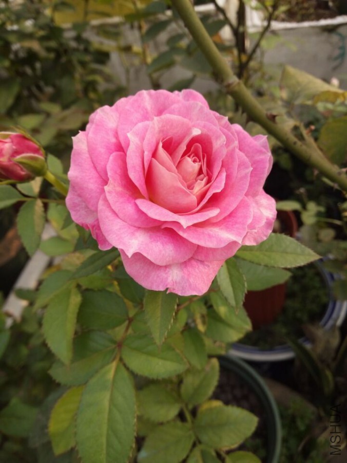 QQͼƬ20150901084710.jpg