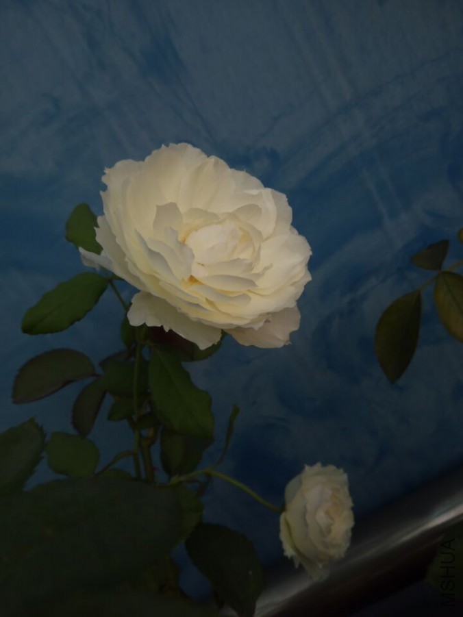 QQͼƬ20150901085058.jpg