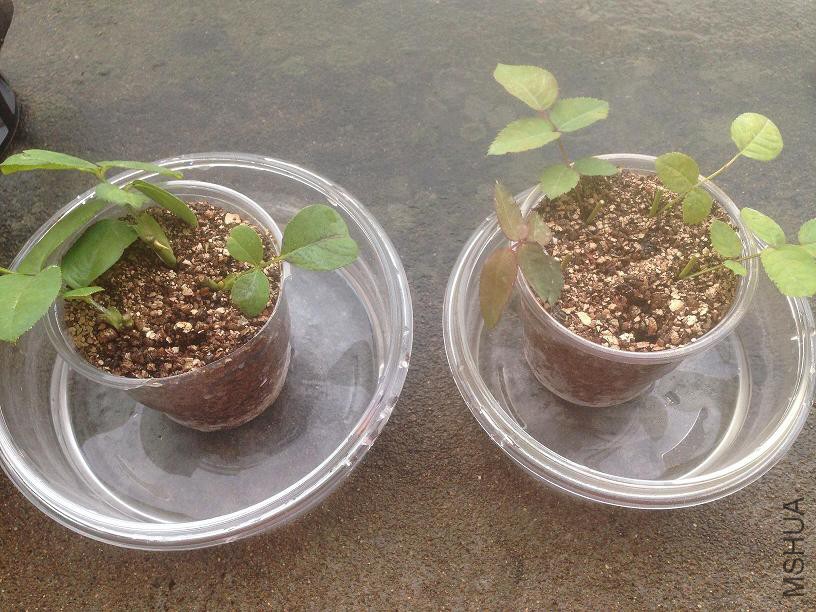�����Ǥ����  �����ѿ�� �ұ�û��