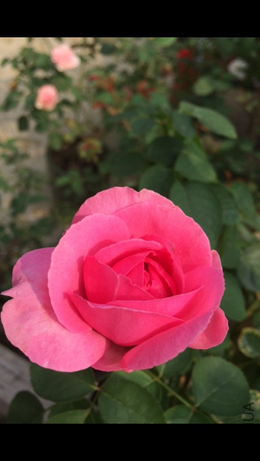 ��ܽ����