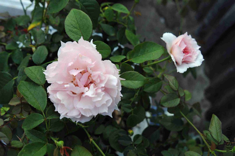 DSC_6585_����.jpg