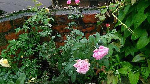 IMG_20150902_103319.jpg