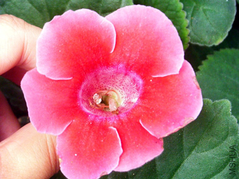 DSCF1531_����.jpg