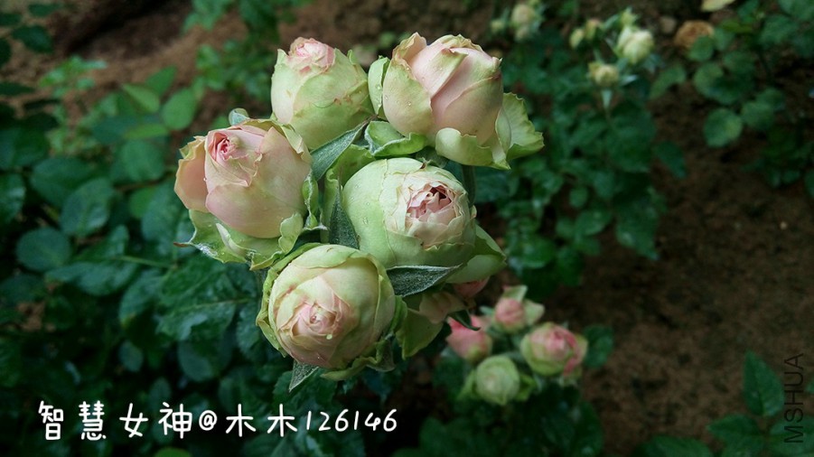 276582.jpg