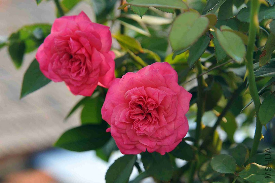 DSC_7115_����.jpg