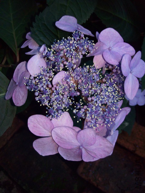 IMG_20150605_180632.jpg