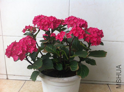 �ֻ���Ƭ 373.jpg