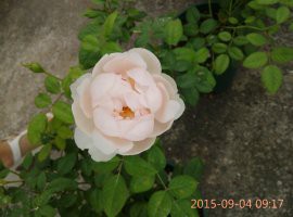 psb (9).jpg