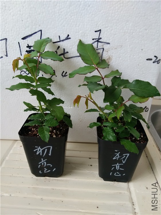 IMG_20150904_100709.jpg