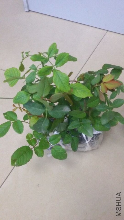 QQͼƬ20150904171652.jpg