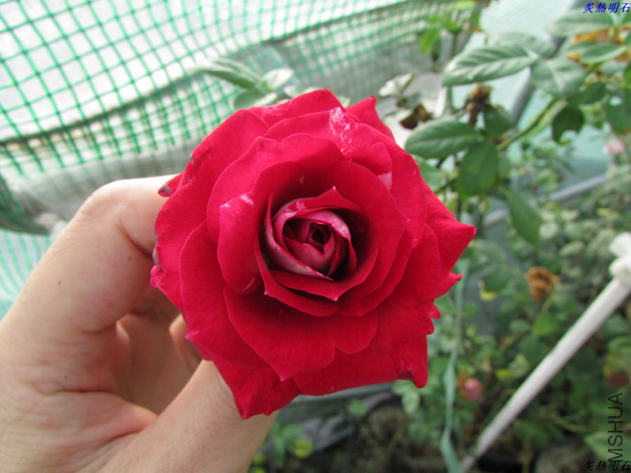 IMG_9540_nEO_IMG.jpg